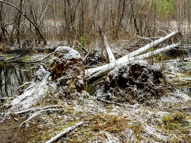 istock trees felled by beavers in order to create a dam 1456101432