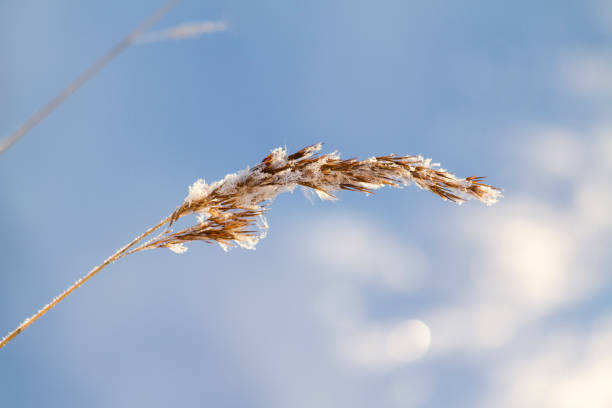 rameau sec couvert de givre en plein champ d’hiver. branche congelée dans le champ. - branch dry defocused close up photos et images de collection