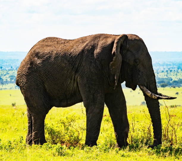 istock Murchison Falls National Park ,Uganda 1456102986