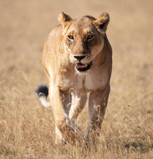 istock Murchison Falls National Park ,Uganda 1456102997
