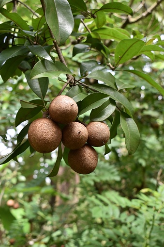 sapodilla, (Manilkara zapota), tropical evergreen tree (family Sapotaceae) and its distinctive fruit, native to southern Mexico, Central America, and parts of the Caribbean. Though of no great commercial importance in any part of the world, the sapodilla is much appreciated in many tropical and subtropical areas, where it is eaten fresh. The milky latex from the tree trunk was once important in the chewing-gum industry as the chief source of chicle; it was also used as chewing gum by the Aztecs. Elaborately carved lintels of sapodilla wood, some 1,000 years old, are still seen in some Mayan ruins.