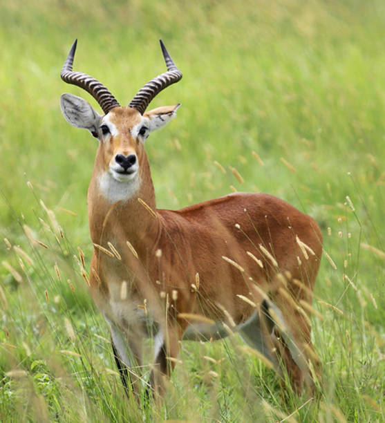 istock Murchison Falls National Park ,Uganda 1456103032