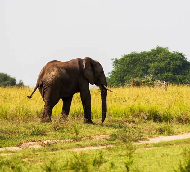 Beautiful Murchison Falls National Park ,Uganda