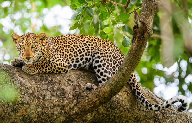 istock Murchison Falls National Park ,Uganda 1456103071
