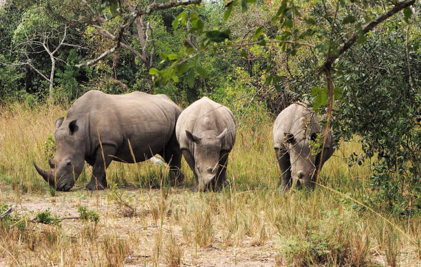 istock Murchison Falls National Park ,Uganda 1456103085