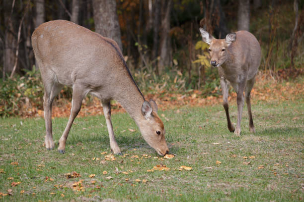 istock Deer running in a field of mushrooms 1456104216