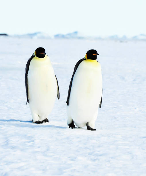 istock Beautiful South Pole.Antarctica  pictures 1456104272