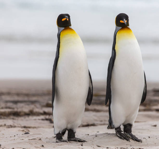 istock Beautiful South Pole.Antarctica  pictures 1456104278