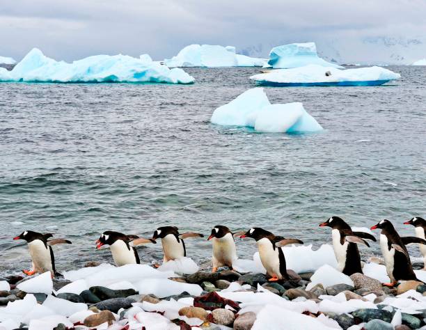 istock Beautiful South Pole.Antarctica  pictures 1456104281