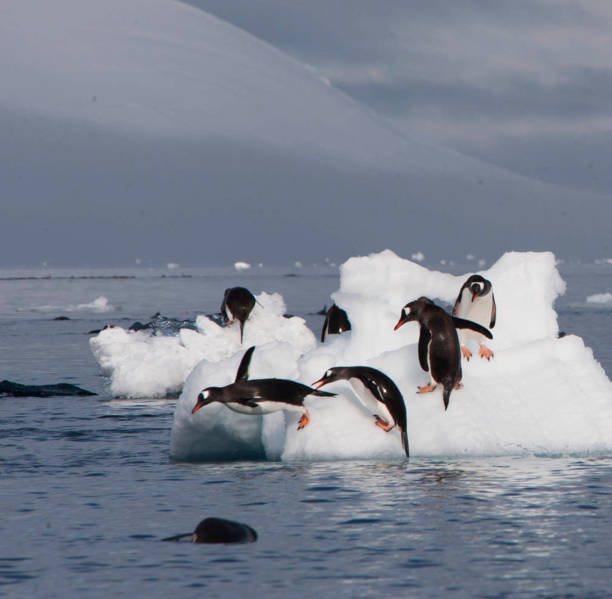 istock Beautiful South Pole.Antarctica  pictures 1456104360