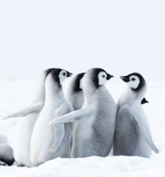 istock Beautiful South Pole.Antarctica  pictures 1456104390