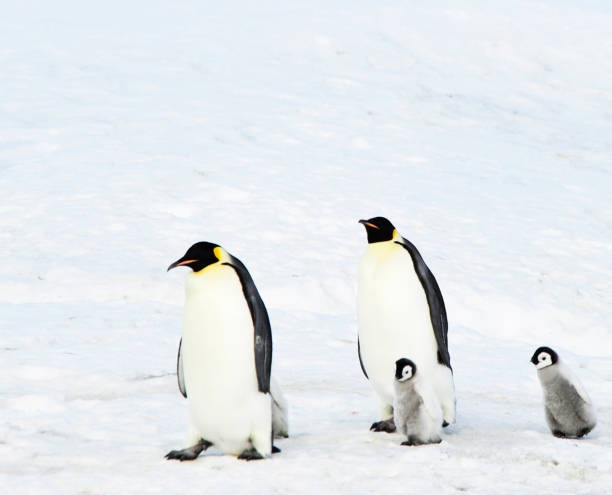 istock Beautiful South Pole.Antarctica  pictures 1456105024