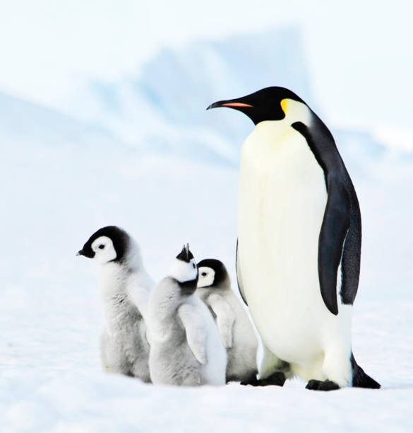 istock Beautiful South Pole.Antarctica  pictures 1456105051