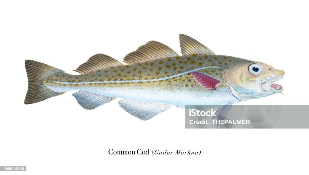 Common Cod Common Cod Fish Illustration Chromolithography 1808 Stock Illustration ...
