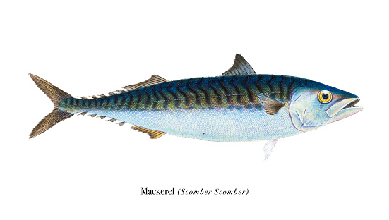 Mackerel fish illustration chromolithography 1808