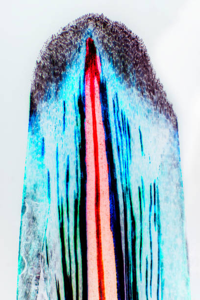istock Abstract micrograph of vascular tissue in a protea flower bract. 1456106137