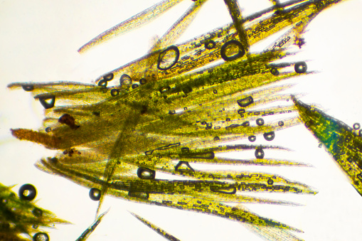 Light micrograph of leaves from fragile branchlets of Leucobryum glaucum, the pin cushion moss, with white background at 40x.