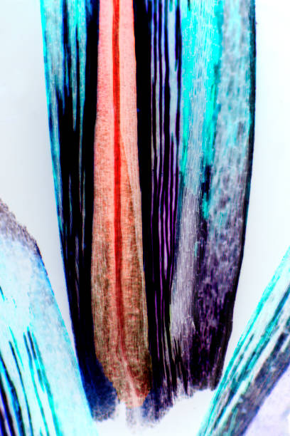 Abstract micrograph of bracts from a Protea flower, with polarization and post-processing color modifications at 40x.
