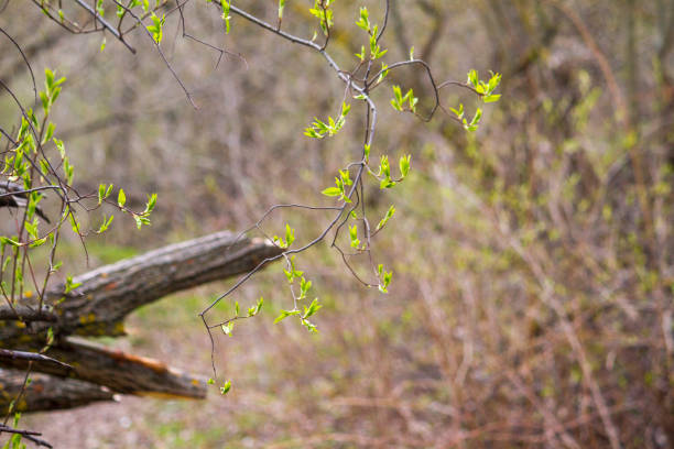 Branch with green leaves on a spring day