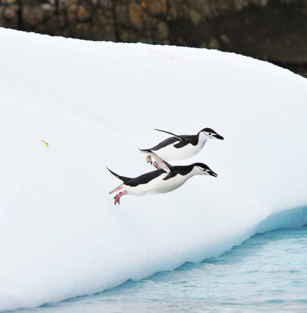 istock Creative South Pole.Antarctica  pictures 1456107292