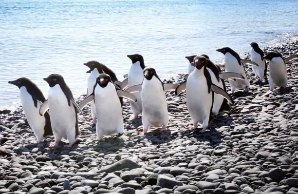 istock Creative South Pole.Antarctica  pictures 1456107534