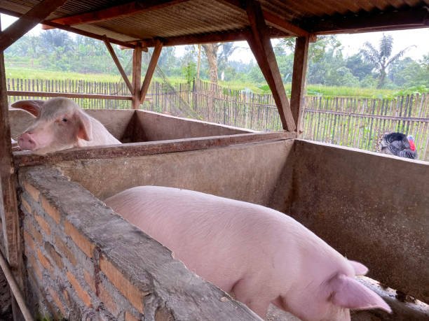 свинья сельского хозяйства - farmer pig domestic pig farm стоковые фото и изображения