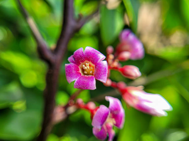 Selected focus Averrhoa carambola starfruit flower