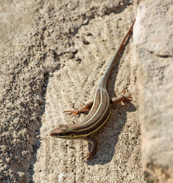 istock Blue-tailed skink lizard on a rock in garden 1456109733