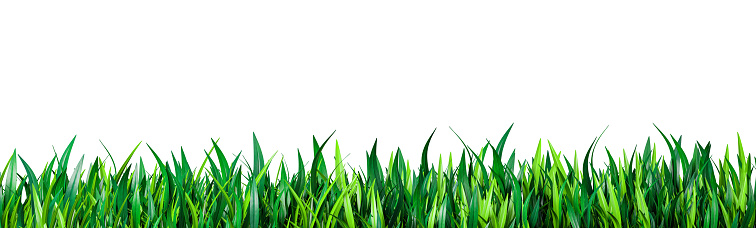 Green grass isolated on white. fresh green grass large panorama banner as frame border. Close up of green blades of grass against white background