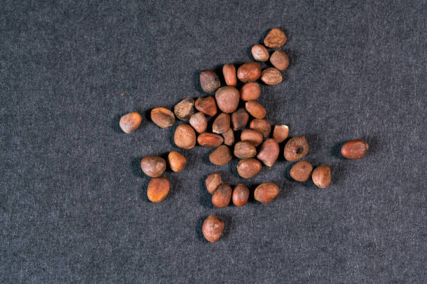 istock chinese medicine Semen raphani on black background 1456112039
