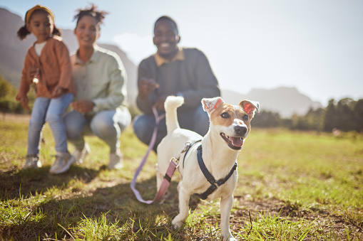 Black family, child or pet dog in nature park, environmental garden or sustainability grass land for Jack Russell Terrier walk. Man, black woman and child with animal canine in fun or relax activity