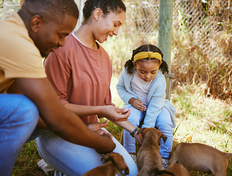 Black family, mother and father with child, puppies and playful together outdoor. African American parents, child and with pets to have fun, happy and bonding on farm, for happiness and quality time.