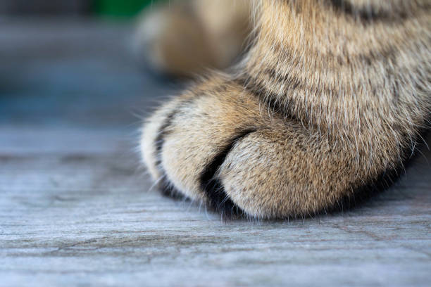 istock Cat's paw extreme close-up on a tree background. 1456114057