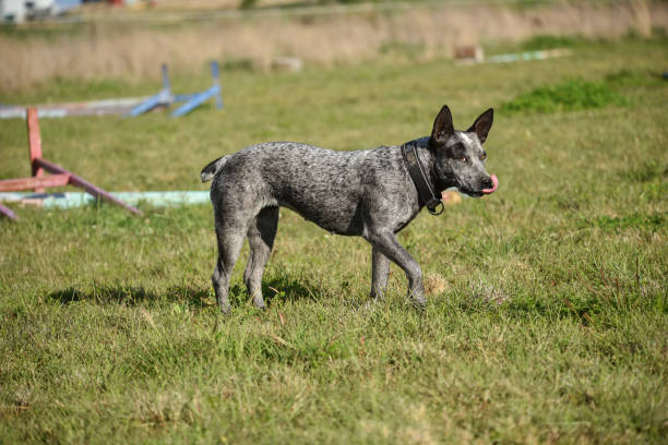Australian Cattle Dog an Australian Cattle dog playing in the field australian stumply tail cattle dog astcd stock pictures, royalty-free photos & images
