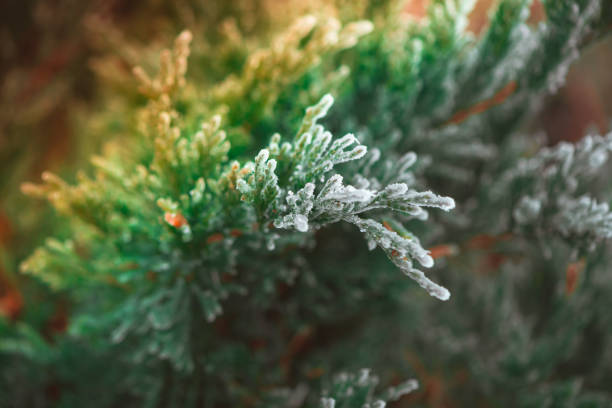 frozen winter plants - cold tint imagens e fotografias de stock