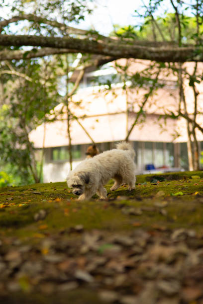 hybrid puddle dog snif to find  some thing on the field - snif imagens e fotografias de stock