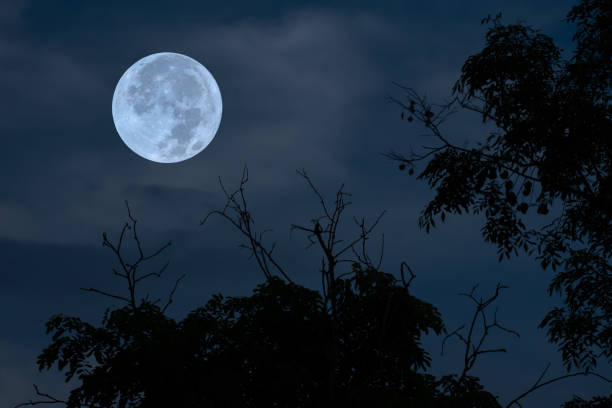 istock Full moon on sky with clouds and tree branch silhouette in the night. 1456117248