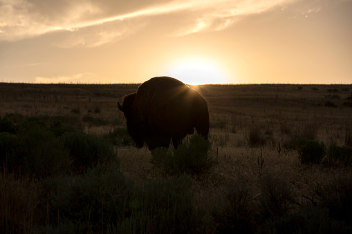 A bison separates from the herd at sunset to graze closer to the road.