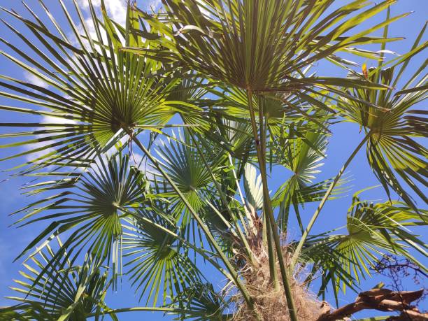 istock Low angle shot of a Palm tree on a sunny day under a a clear blue sky 1456119824