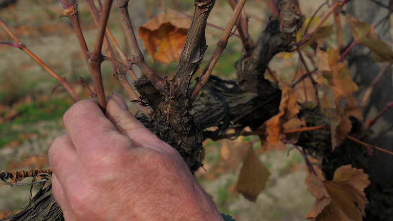 Winegrower pruning a vine with a garden secateurs in the autumn vineyard.