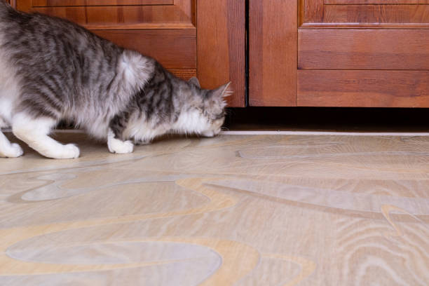 istock Gray fluffy cat sitting by the door 1456119951