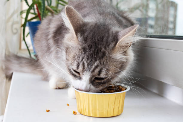 istock Gray fluffy cat eats food on the windowsill 1456122561