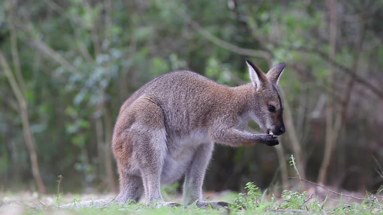 A wallaby chews something it's holding in it's paws