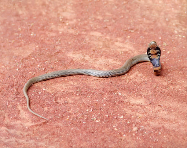 istock cobra with the head lifted up 1456124092