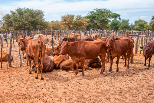 herd of cows in the kraal at an African farm