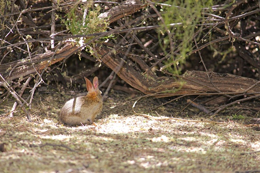 A desert cottontail rabbit in its naturalhabitat, Arizona, USA