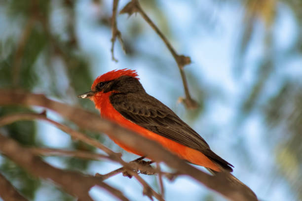 istock Closeup of a Red tyrant perched on a tree branch against the blurred background 1456124826