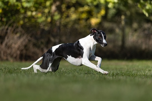 A Whippet dog running in the park on a sunny day