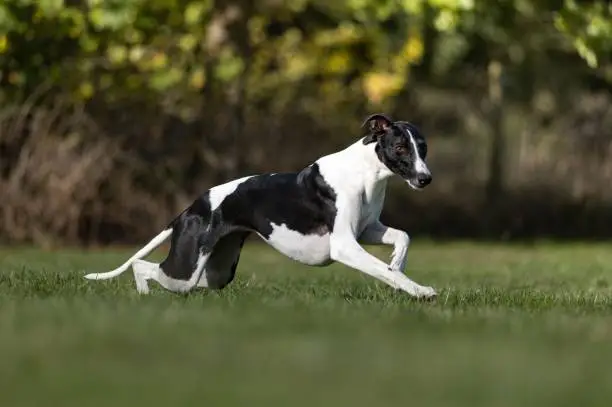 A Whippet dog running in the park on a sunny day
