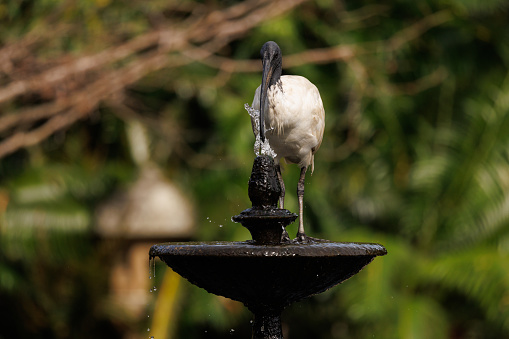 Threskiornis moluccus, The Australian White Ibis, drinking from a water fountain in a park.
